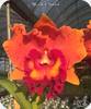 Rlc. Chief Fortune